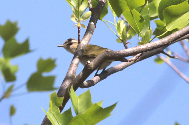 Red-eyed Vireo