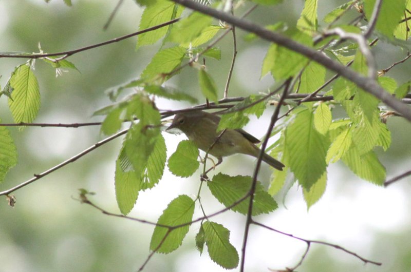 Orange-crowned Warbler