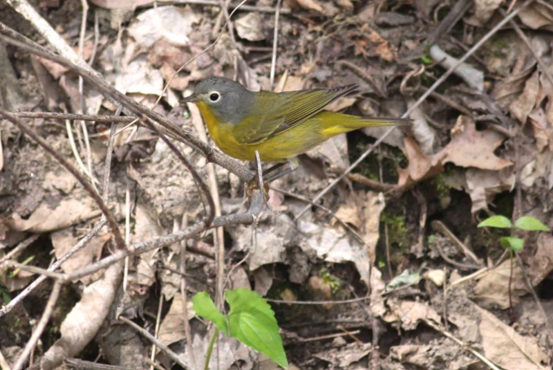 Nashville Warbler