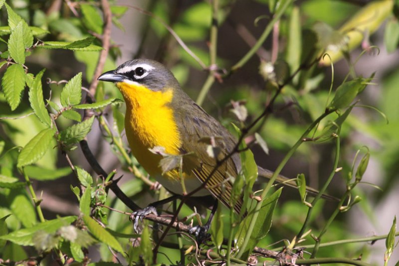 Yellow-breasted Chat