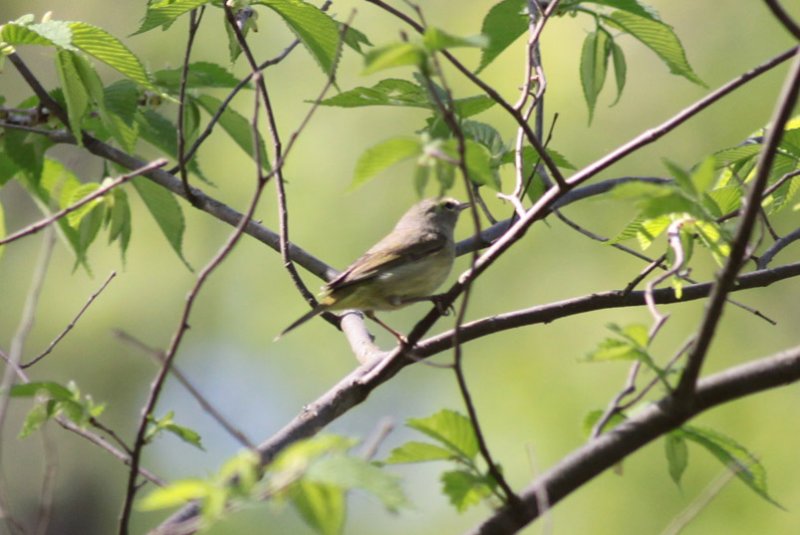 Orange-crowned Warbler