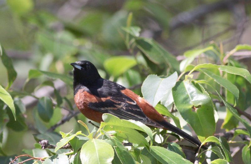 Orchard Oriole