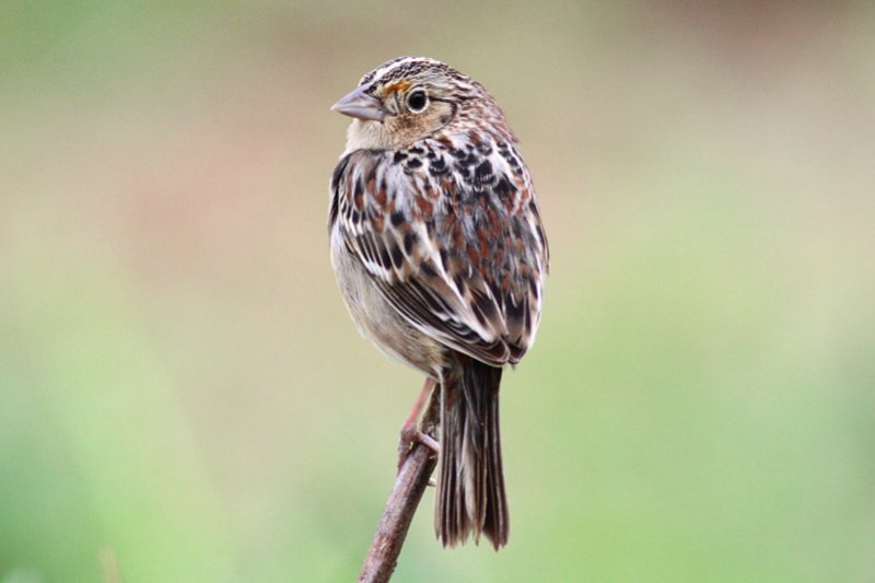 Grasshopper Sparrow