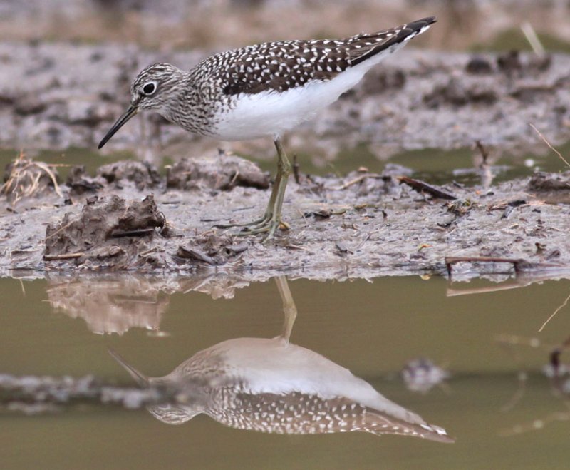 Solitary Sandpiper