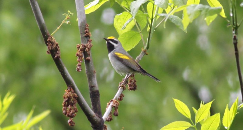 Golden-winged Warbler