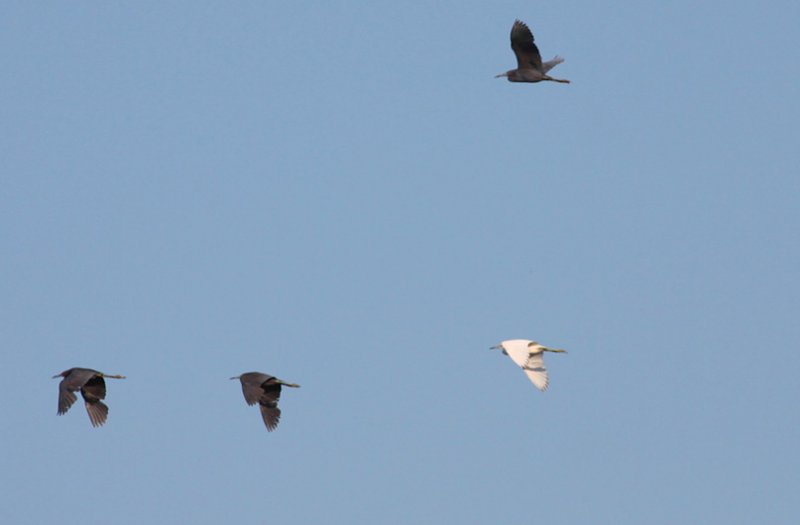 Little Blue Herons