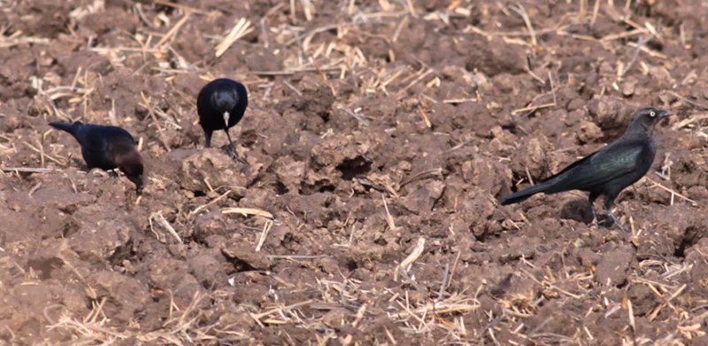 Brewers Blackbirds & Brown-headed Cowbird