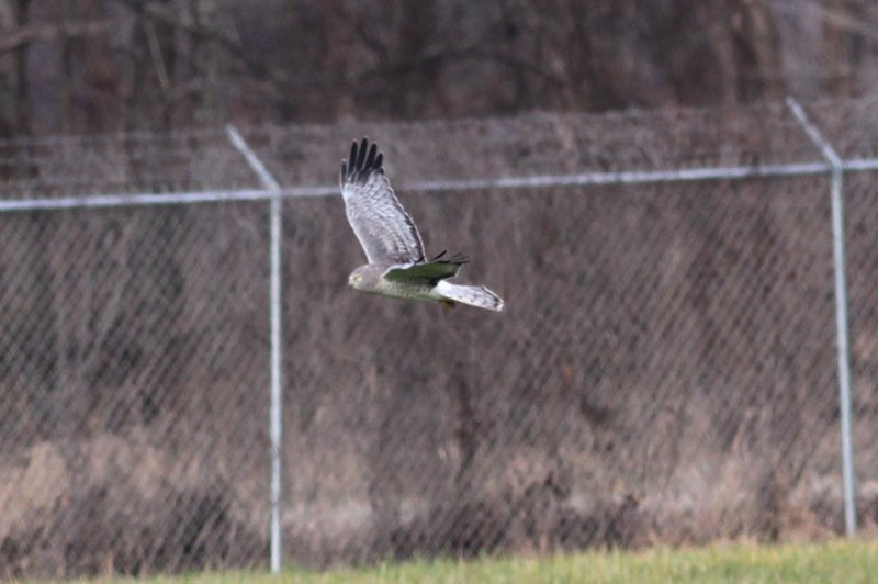 Northern Harrier