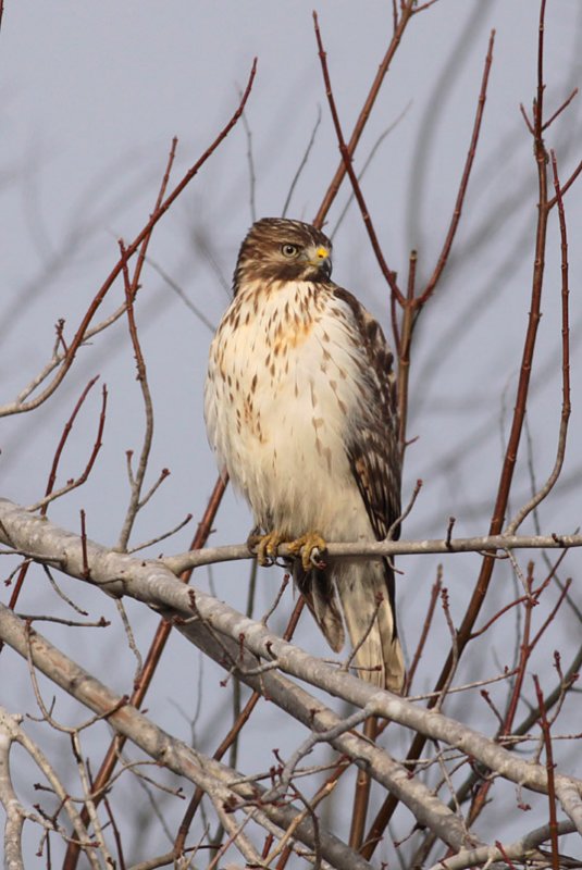 Red-shouldered Hawk