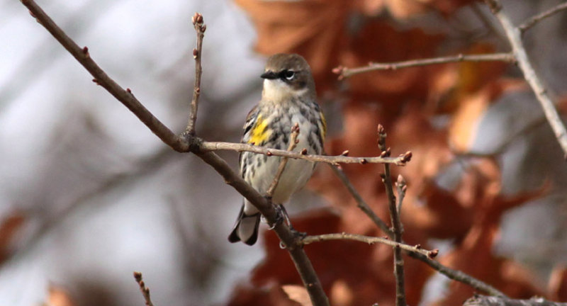 Yellow-rumped Warbler