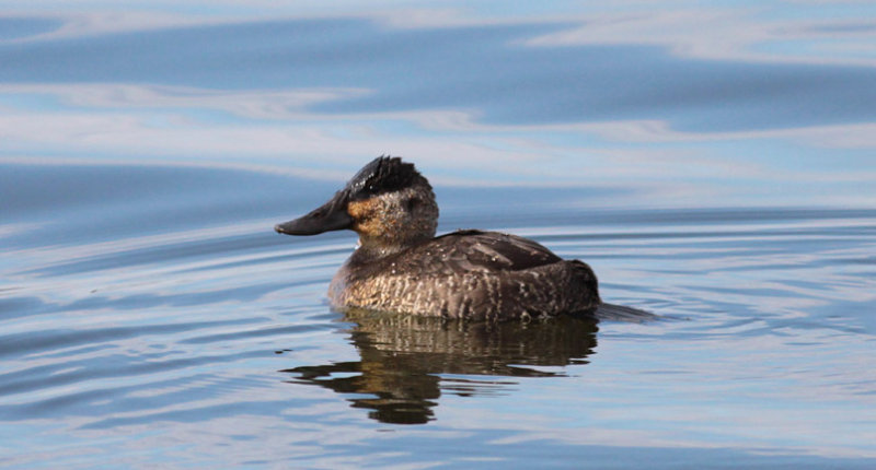 Ruddy Duck