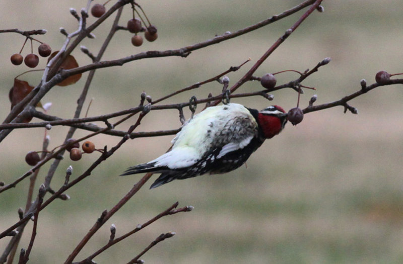 Yellow-bellied Sapsucker