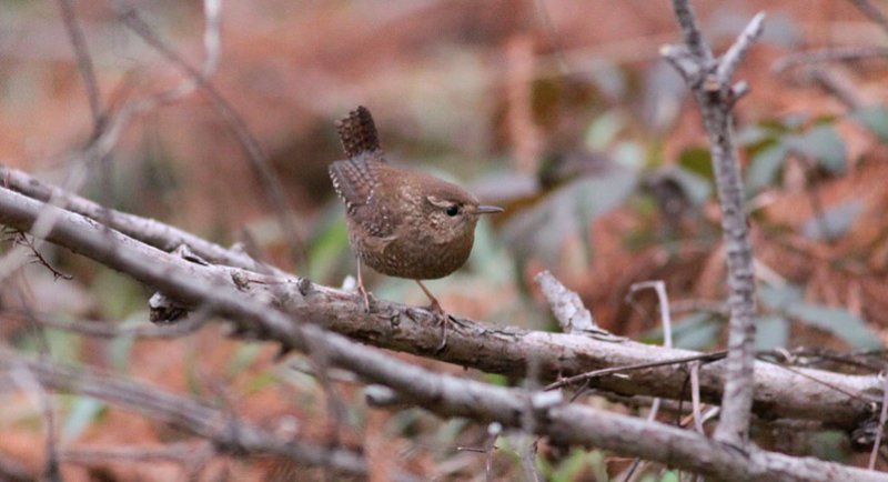 Winter Wren