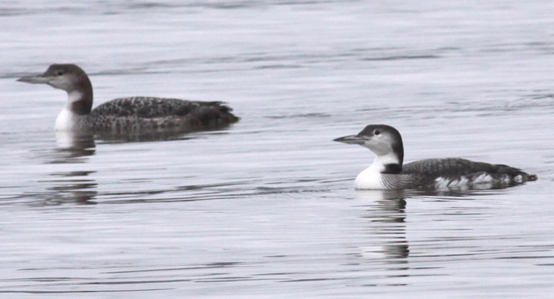 Common Loons