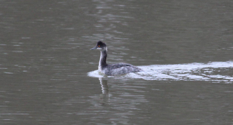 Eared Grebe