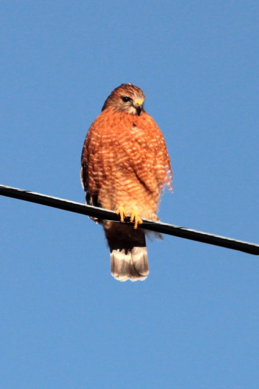 Red-shouldered Hawk