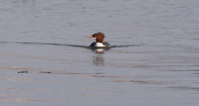 Common Merganser