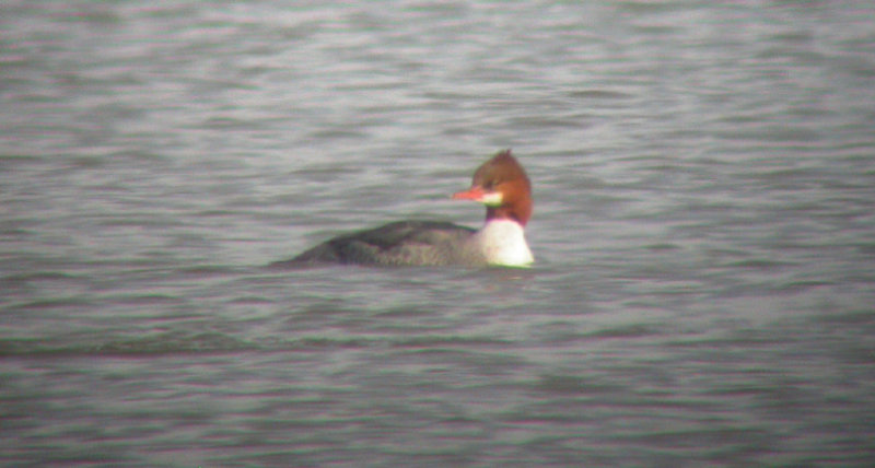 Common Merganser