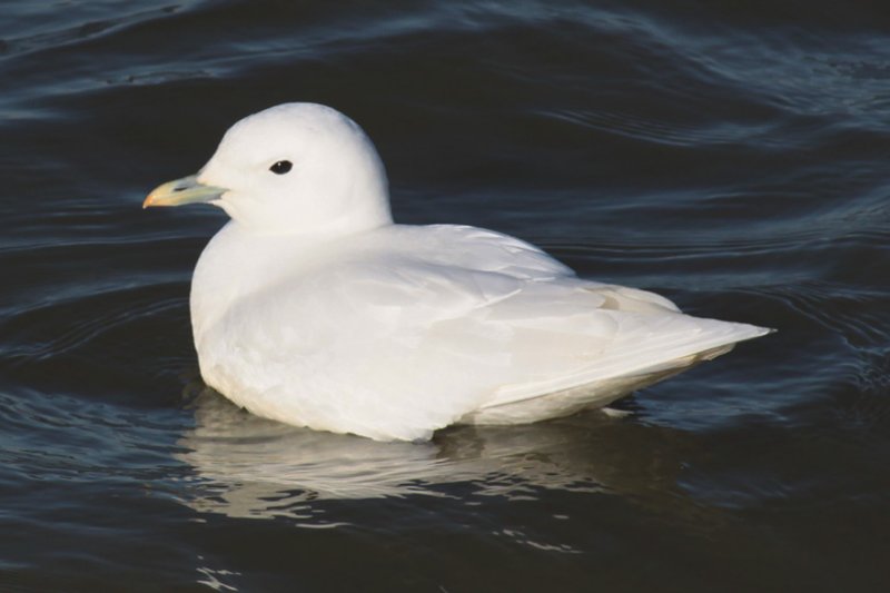 Ivory Gull