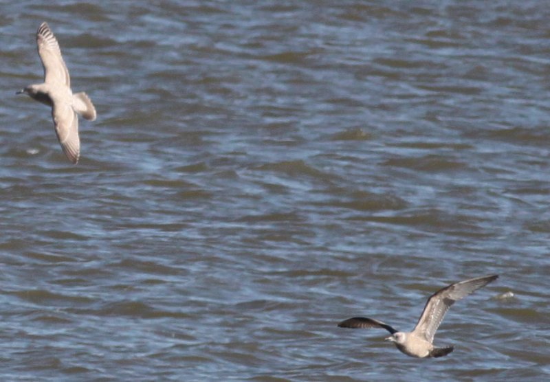 Thayers Gull
