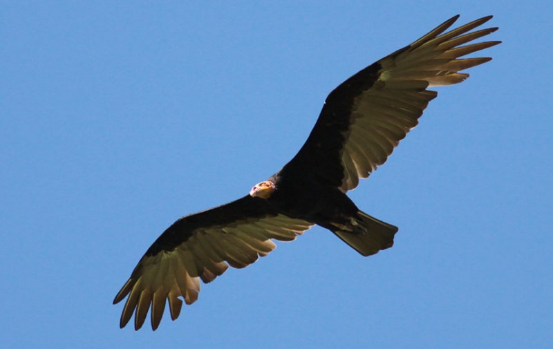 Lesser Yellow-headed Vulture