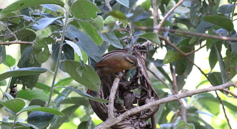 Ochre-breasted Foliage-Gleaner