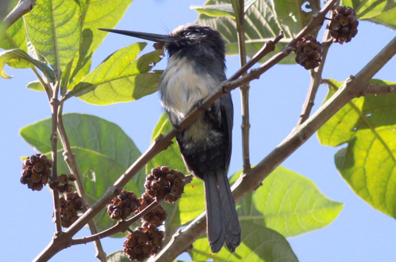 Three-toed Jacamar