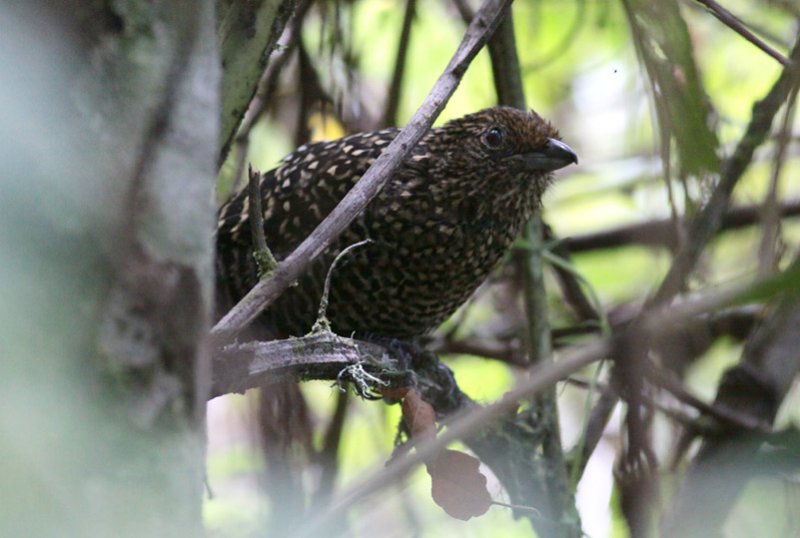 Large-tailed Antshrike (female)