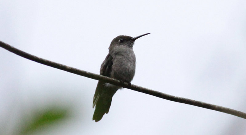 Sombre Hummingbird