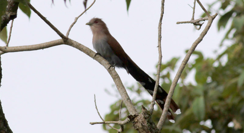Squirrel Cuckoo