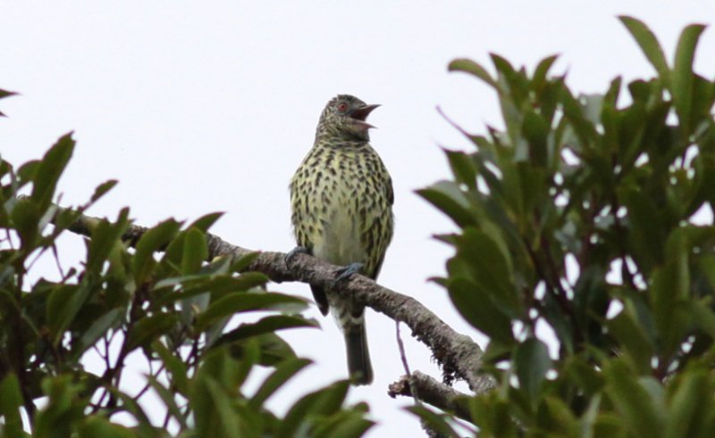 Sharpbill
