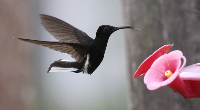 Black Jacobin