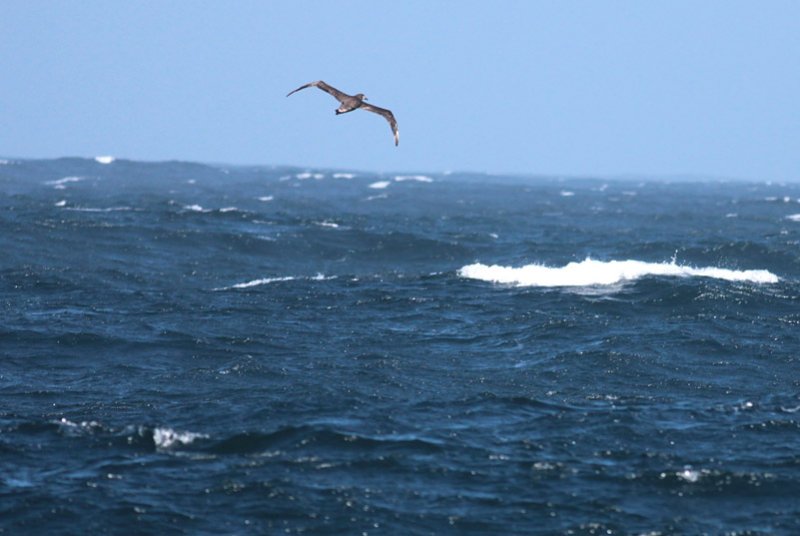 Black-footed Albatross