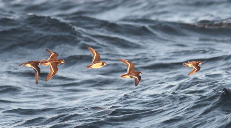 Red-necked Phalaropes