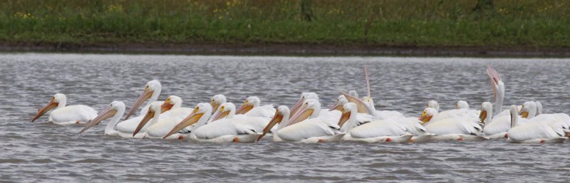 American White Pelicans