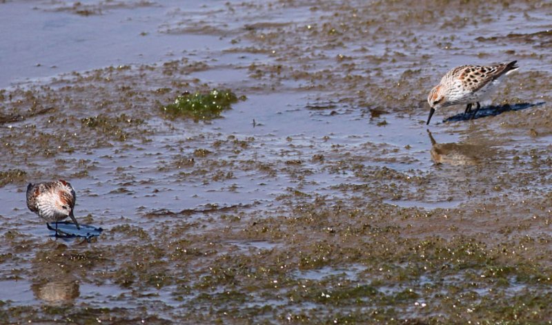 Western Sandpipers