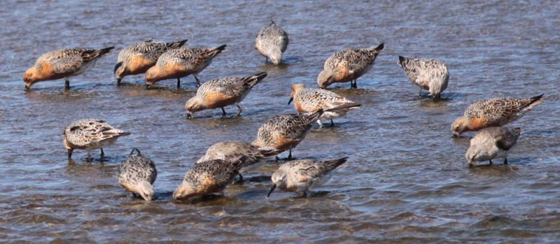 Red Knots