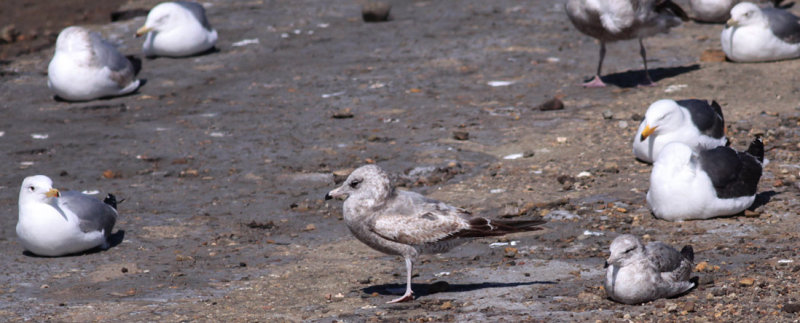 California and Western Gulls