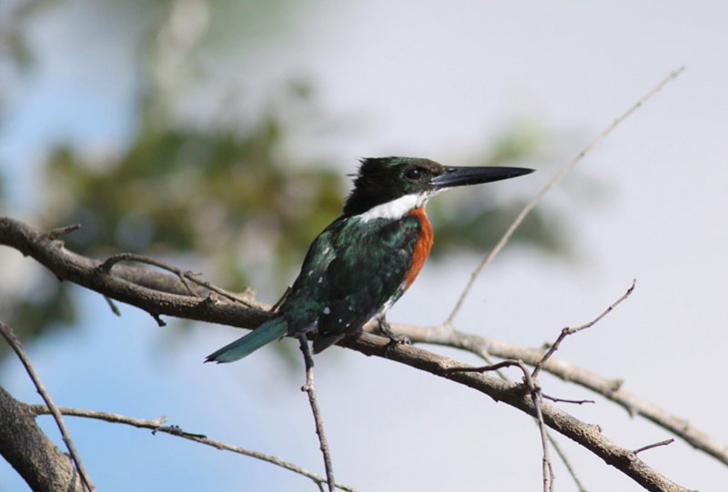 Amazon Kingfisher