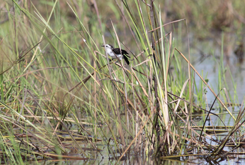 Black-backed Water-Tyrant