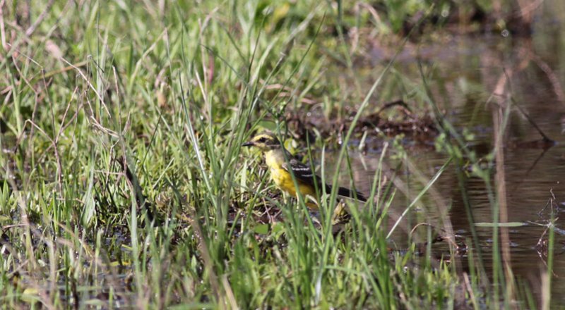 Yellow-browed Tyrant