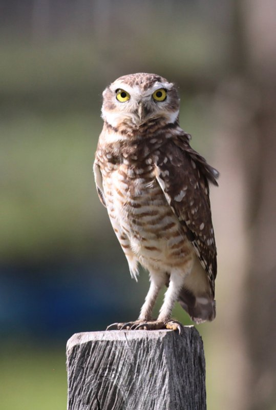 Burrowing Owl