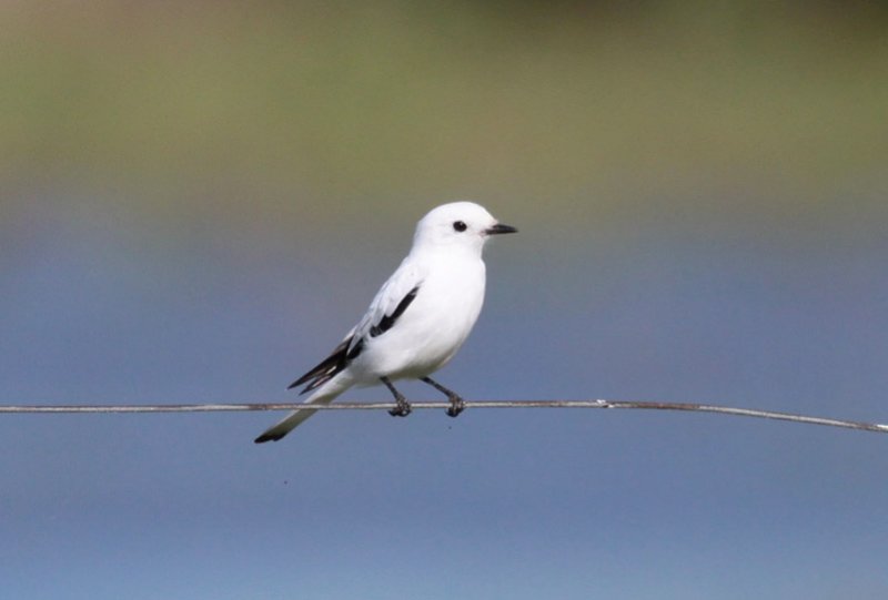 White Monjita