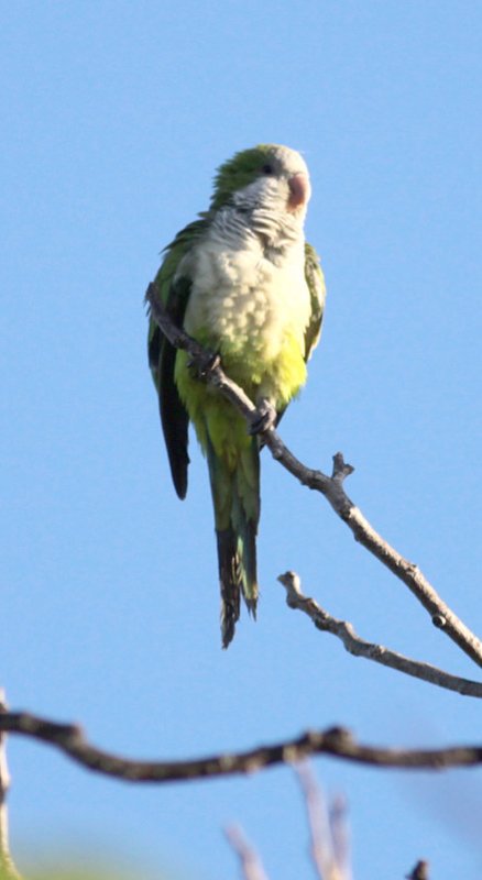 Monk Parakeet