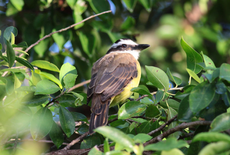 Great Kiskadee