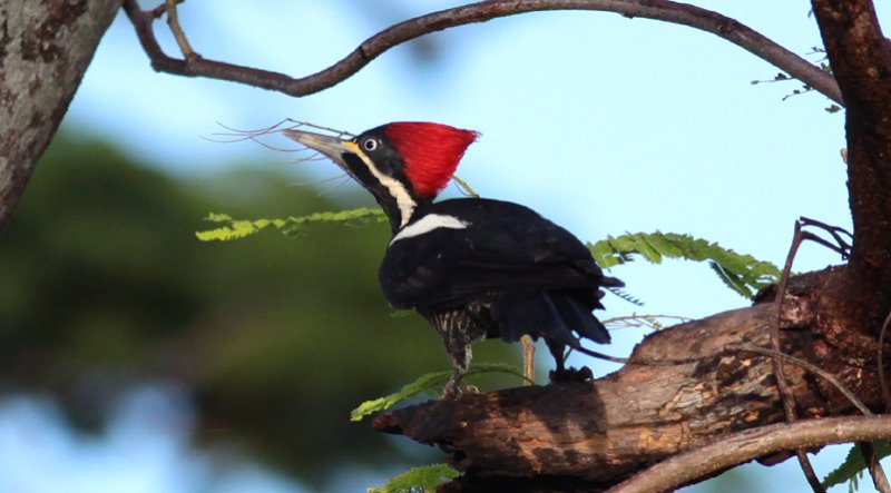 Lineated Woodpecker