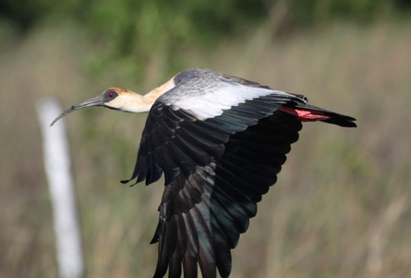 Buff-necked Ibis