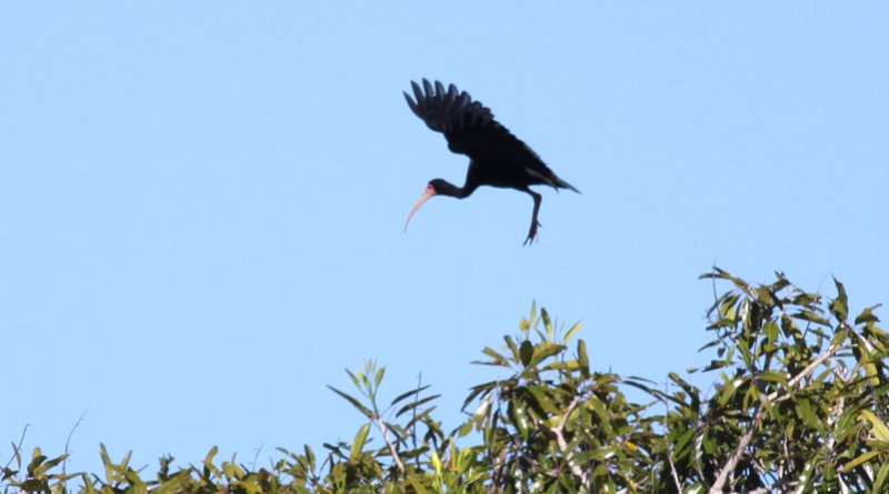 Bare-faced Ibis