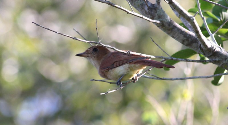 Rufous Casiornis