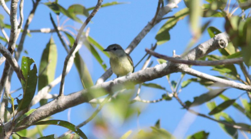 Green-backed Becard